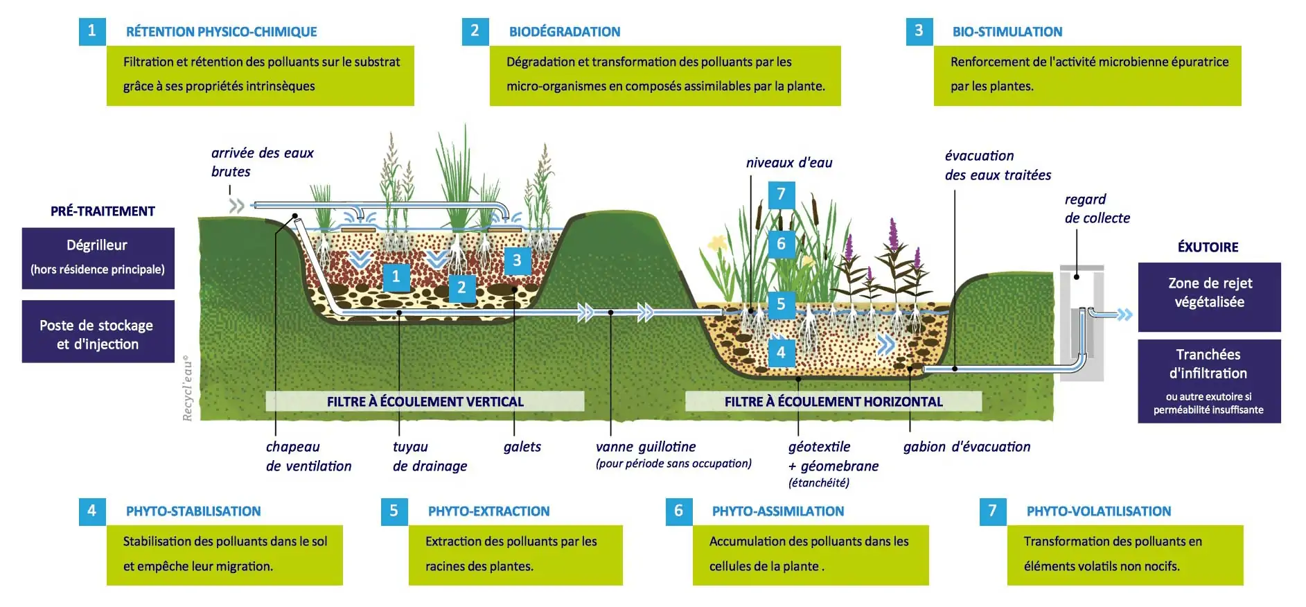 Schéma d’un jardin d’assainissement, ou phytoépuration