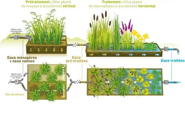 Phytoépuration (c) Aggraconcept