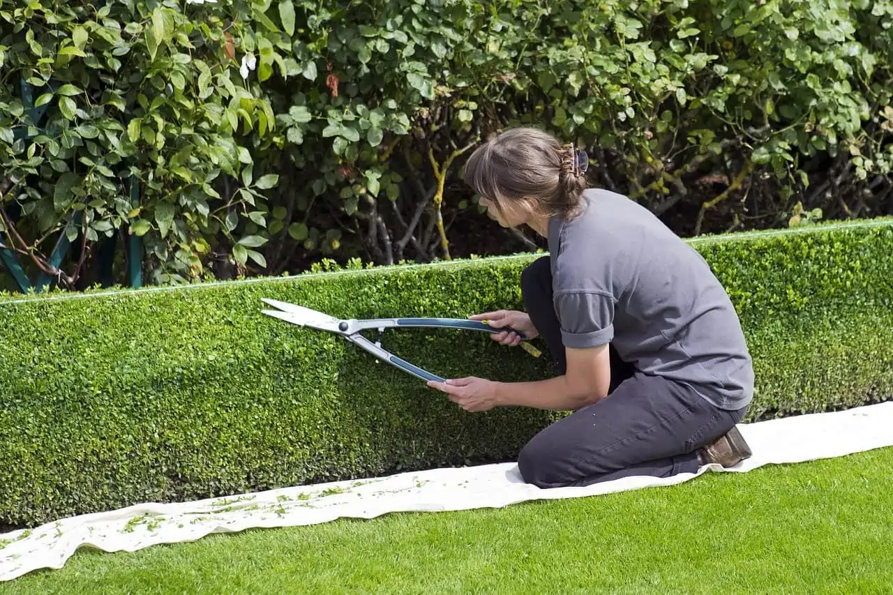 Tout savoir sur la betterave - Jardinet - Équipez votre jardin au meilleur  prix